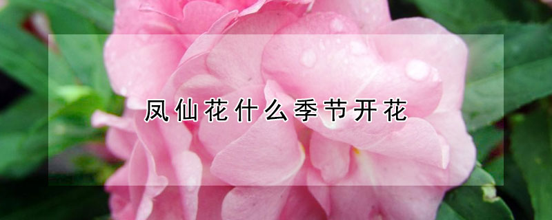 凤仙花什么季节开花