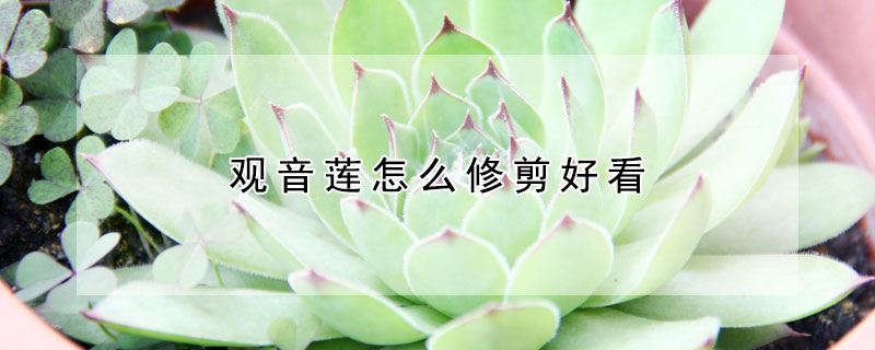 观音莲怎么修剪好看