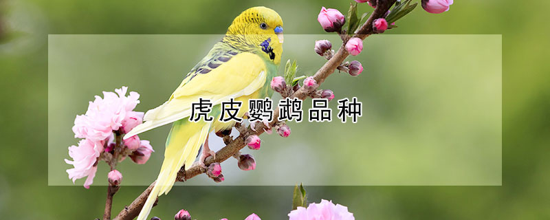 虎皮鹦鹉品种