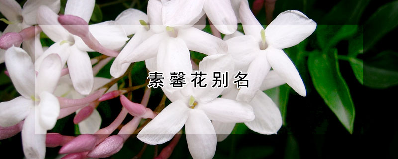 素馨花别名