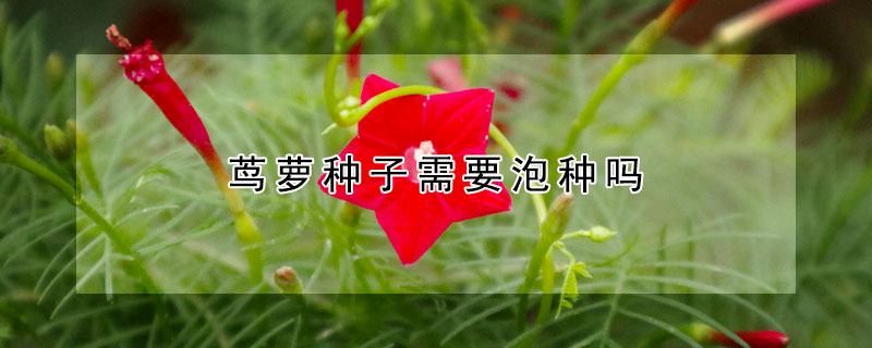 茑萝种子需要泡种吗