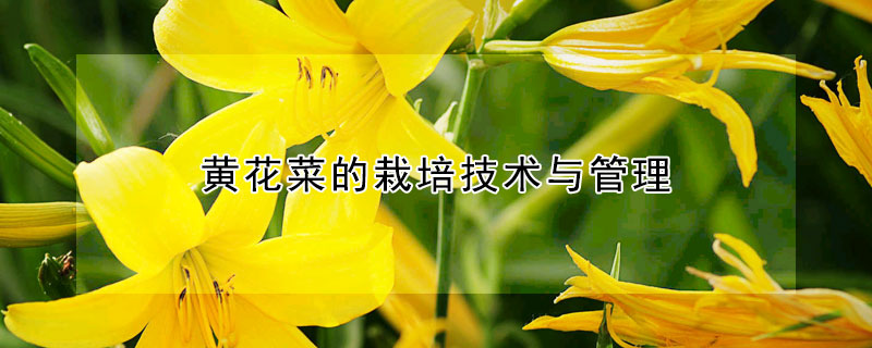 黄花菜的栽培技术与管理