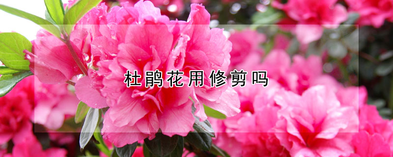 杜鹃花用修剪吗