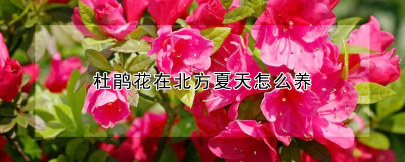 杜鹃花在北方夏天怎么养