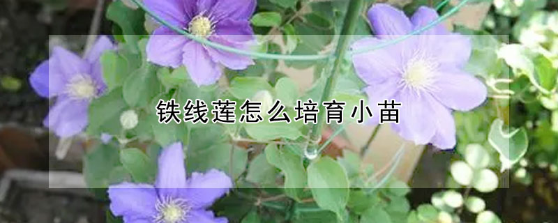 铁线莲怎么培育小苗