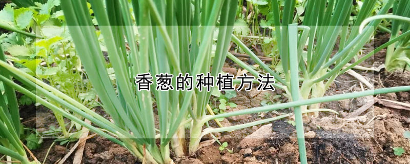 香葱的种植方法