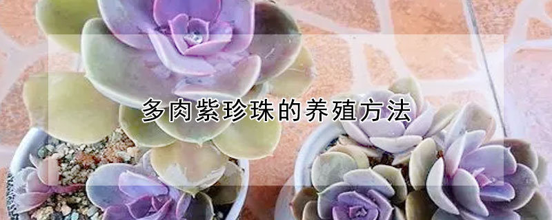多肉紫珍珠的养殖方法