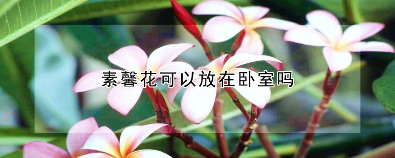 素馨花可以放在卧室吗