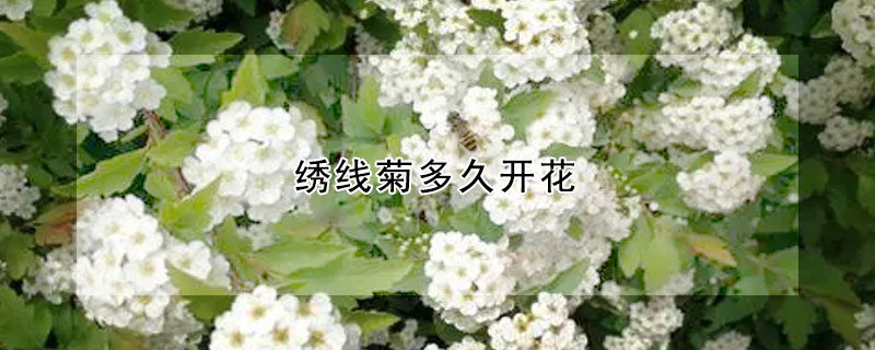 绣线菊多久开花