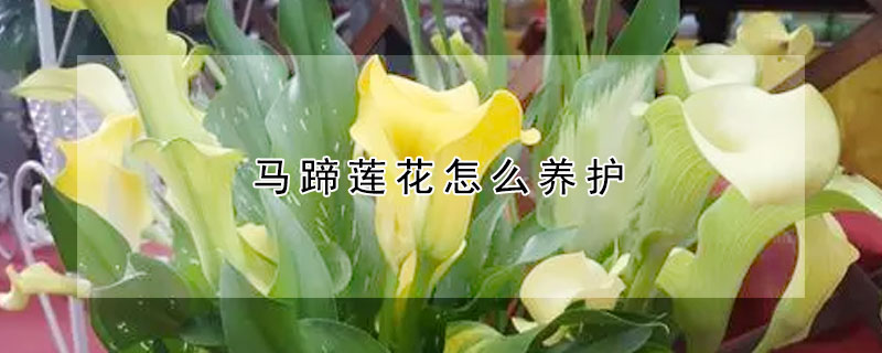 马蹄莲花怎么养护