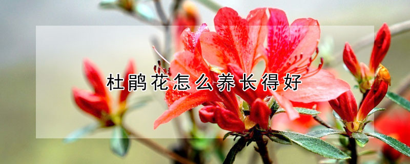 杜鹃花怎么养长得好