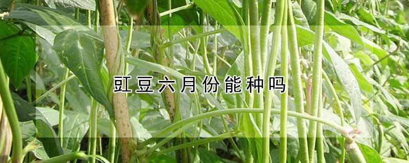 豇豆六月份能种吗