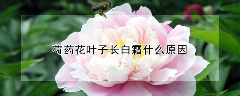 芍药花叶子长白霜什么原因