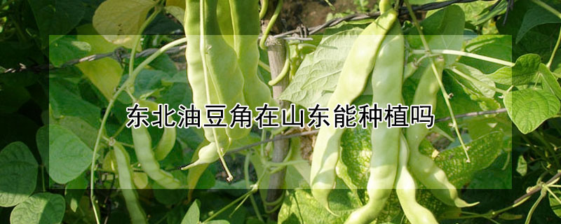 东北油豆角在山东能种植吗