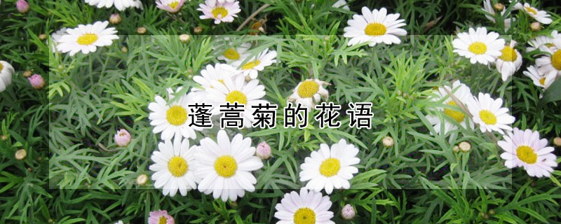 蓬蒿菊的花语