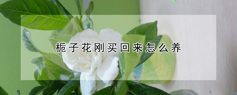 栀子花刚买回来怎么养