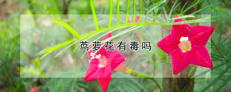 茑萝花有毒吗