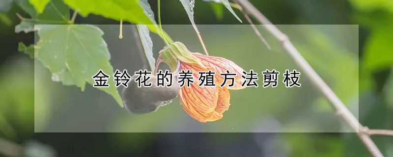 金铃花的养殖方法剪枝