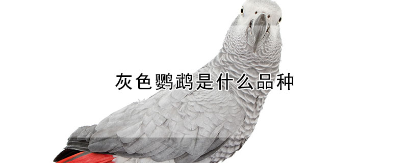 灰色鹦鹉是什么品种