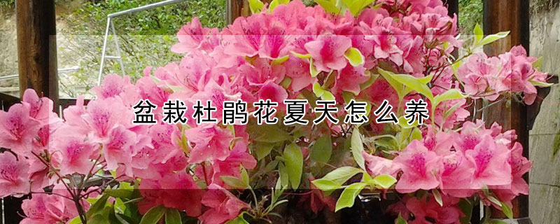 盆栽杜鹃花夏天怎么养