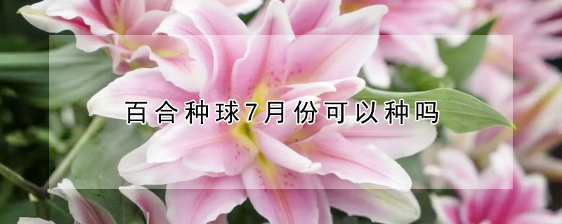 百合种球7月份可以种吗