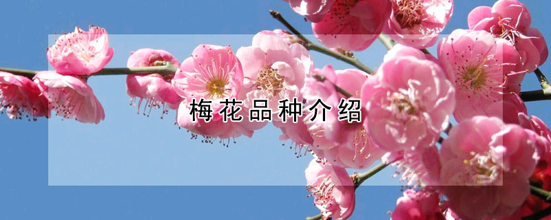 梅花品种介绍