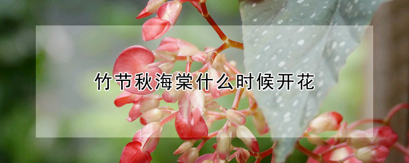 竹节秋海棠什么时候开花