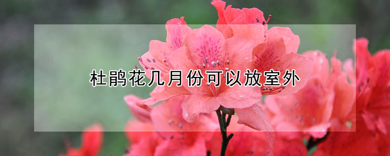 杜鹃花几月份可以放室外