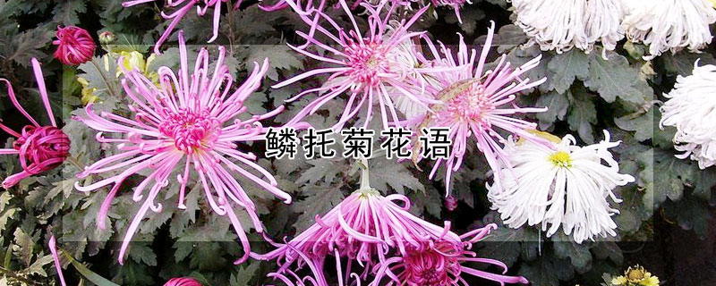 鳞托菊花语