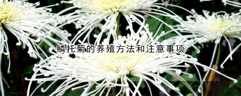 鳞托菊的养殖方法和注意事项