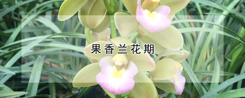 果香兰花期