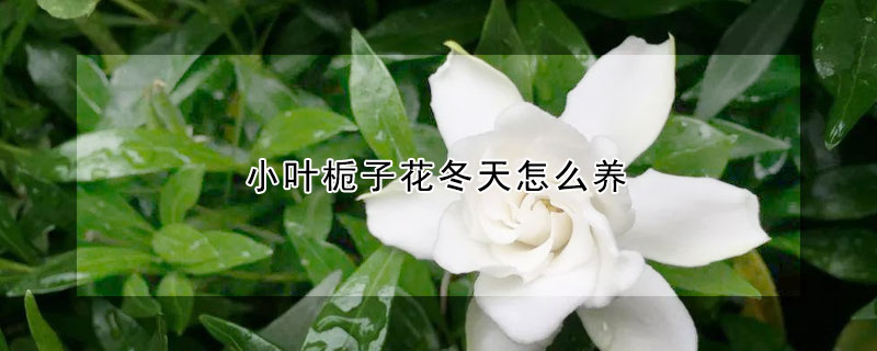 小叶栀子花冬天怎么养