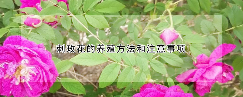 刺玫花的养殖方法和注意事项