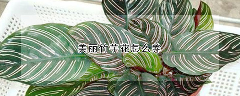 美丽竹芋花怎么养