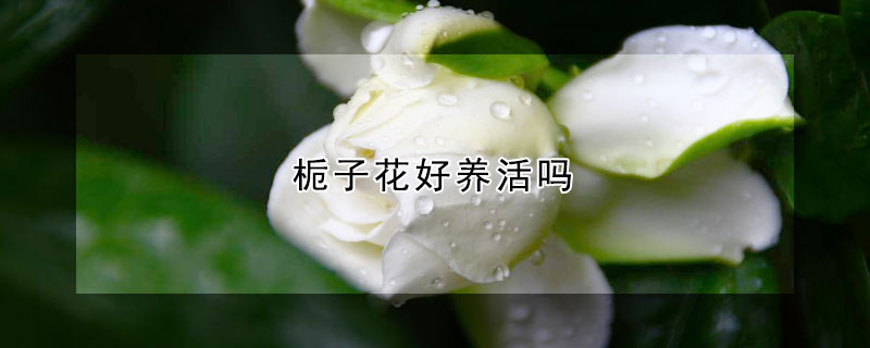 栀子花好养活吗