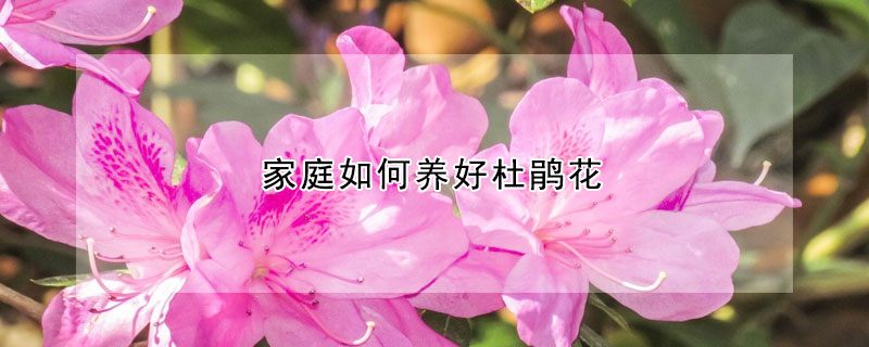 家庭如何养好杜鹃花