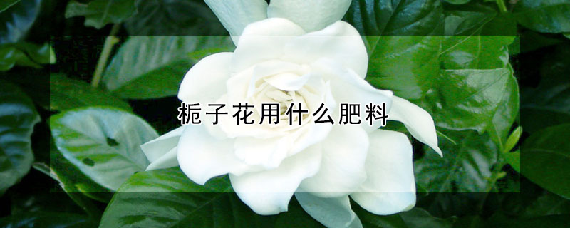 栀子花用什么肥料