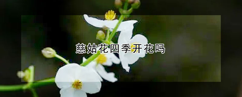 慈姑花四季开花吗