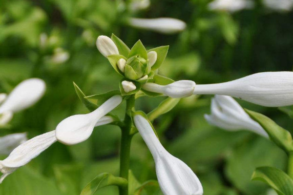 什么花驱蚊效果最好 驱蚊虫的花