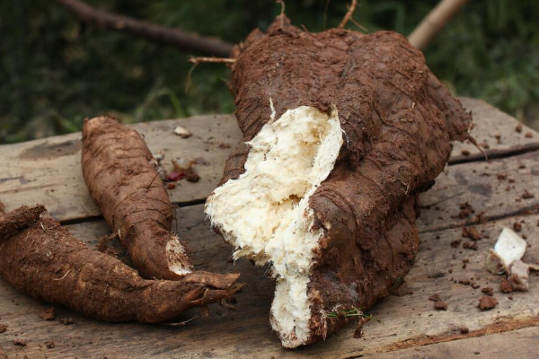葛根怎么吃效果最好 葛粉的正确食用方法