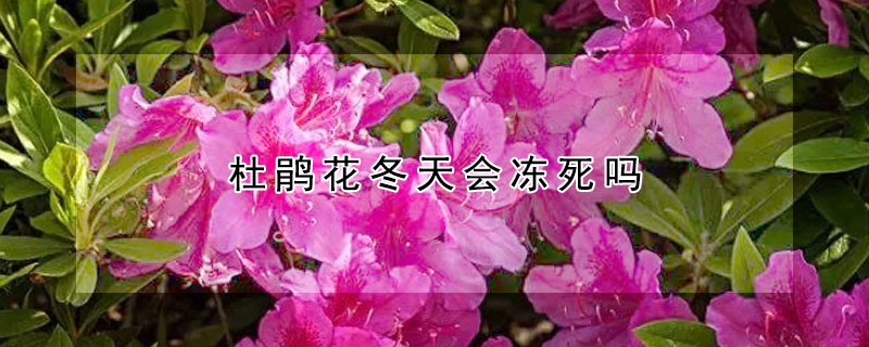 杜鹃花冬天会冻死吗