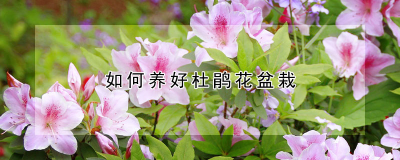 如何养好杜鹃花盆栽