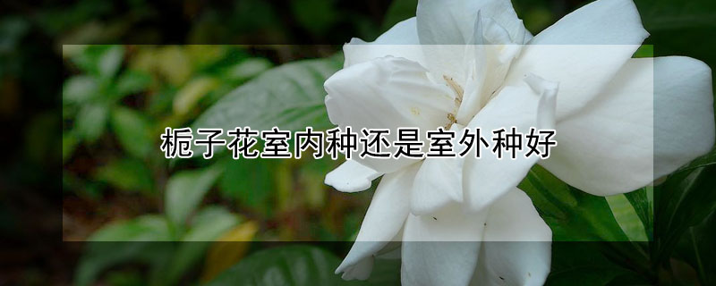 栀子花室内种还是室外种好