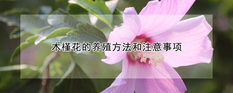 木槿花的养殖方法和注意事项