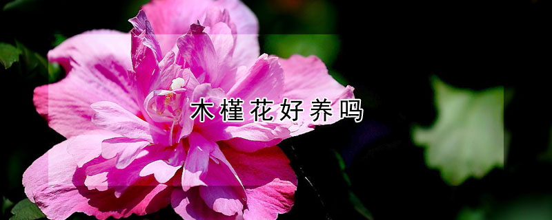 木槿花好养吗