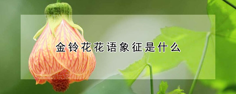 金铃花花语象征是什么