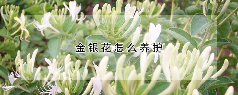 金银花怎么养护