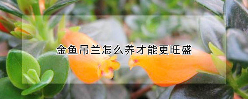 金鱼吊兰怎么养才能更旺盛