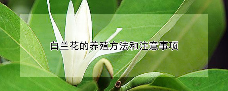 白兰花的养殖方法和注意事项