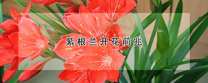 紫根兰开花前兆
